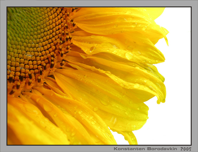 photo "***" tags: nature, macro and close-up, flowers