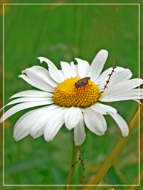 photo "Fly" tags: nature, macro and close-up, insect