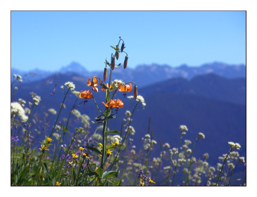 photo "Wild Flowers" tags: nature, landscape, flowers, mountains