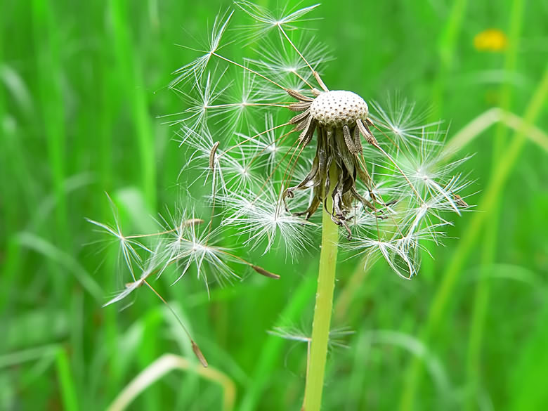 photo "No choice..." tags: nature, macro and close-up, flowers