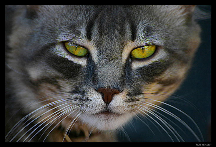 photo "Look into my eyes...." tags: nature, pets/farm animals