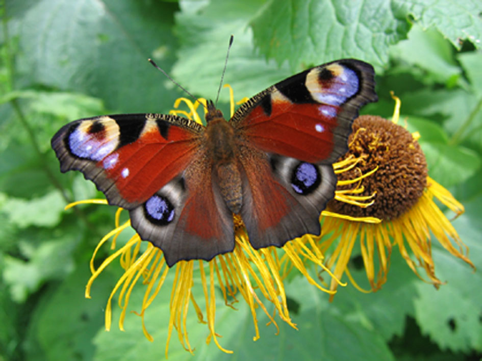 photo "The butterfly" tags: nature, insect