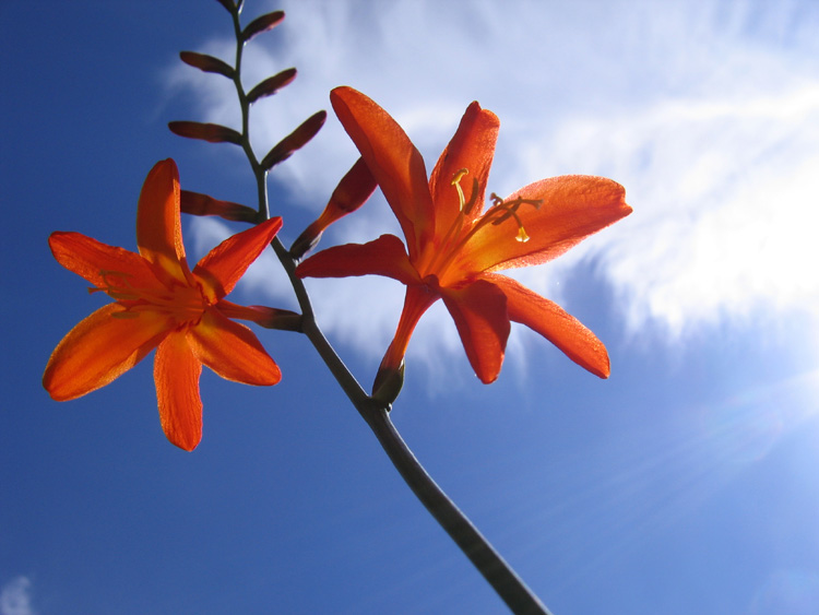 photo "Longing for the sun" tags: nature, flowers