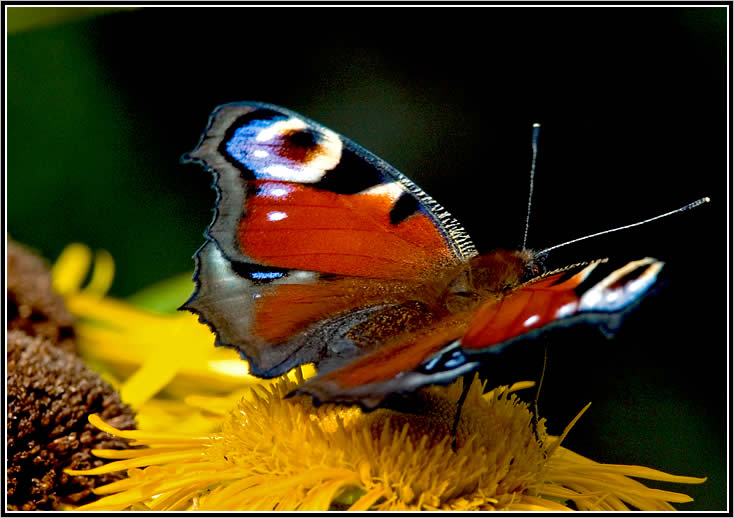 photo "A butterfly" tags: macro and close-up, nature, insect