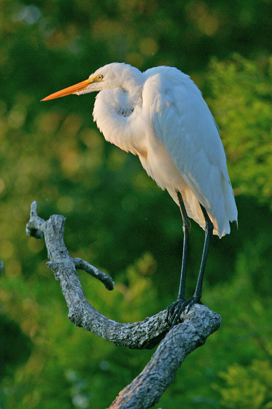 photo "resting" tags: nature, wild animals