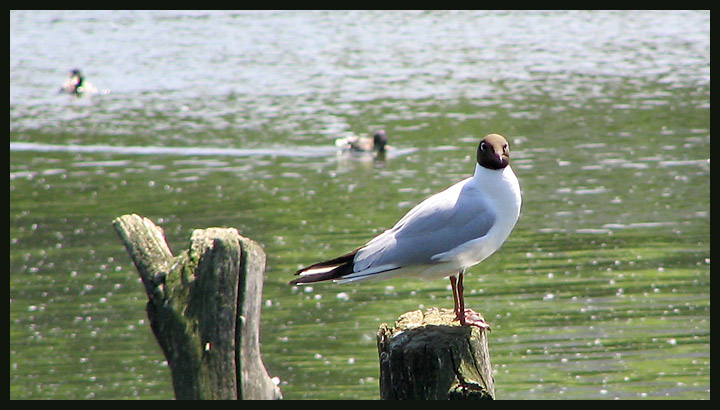 photo "There was a seagull..." tags: nature, wild animals