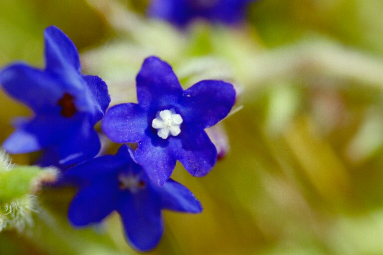 фото "White in blue" метки: природа, цветы