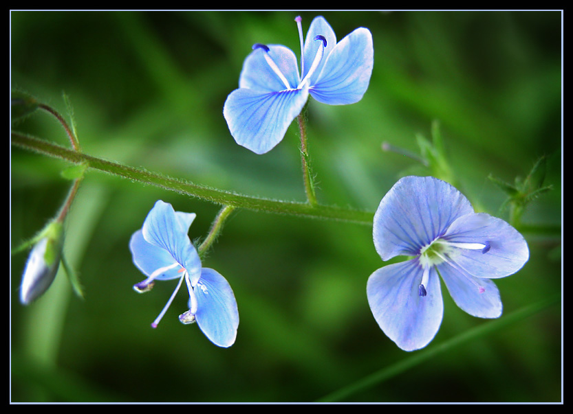 photo "Trio" tags: nature, macro and close-up, flowers