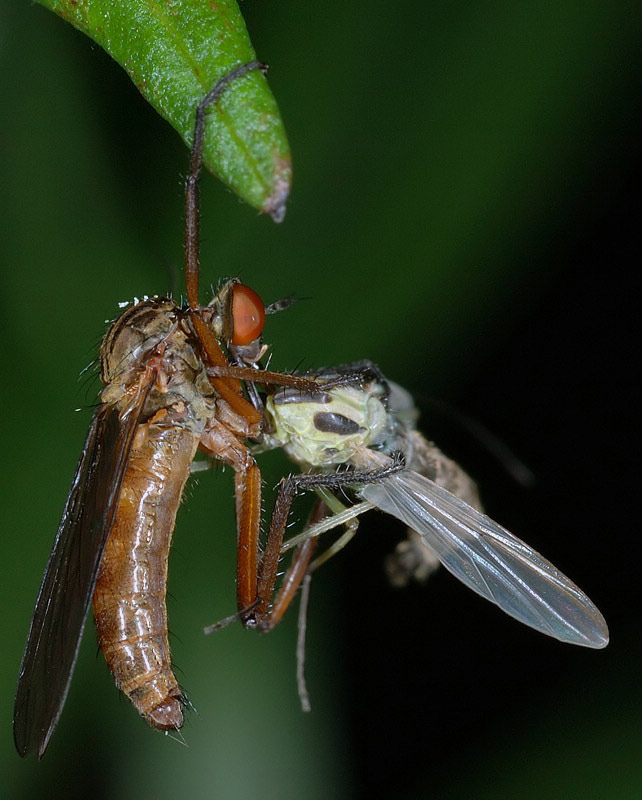 photo "Athlete" tags: macro and close-up, nature, insect