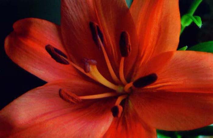 photo "Tiger Lily" tags: macro and close-up, nature, flowers