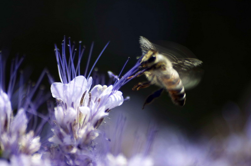 photo "***" tags: macro and close-up, nature, insect