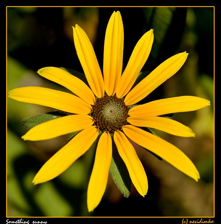 photo "something sunny" tags: nature, macro and close-up, flowers