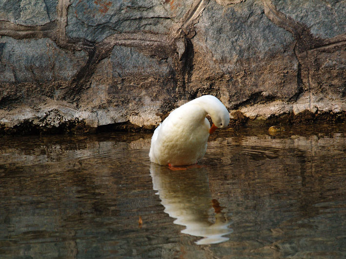 photo "I can see myself" tags: nature, wild animals