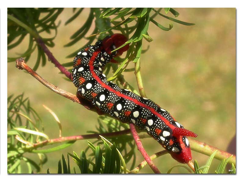 photo "* * *" tags: nature, macro and close-up, insect