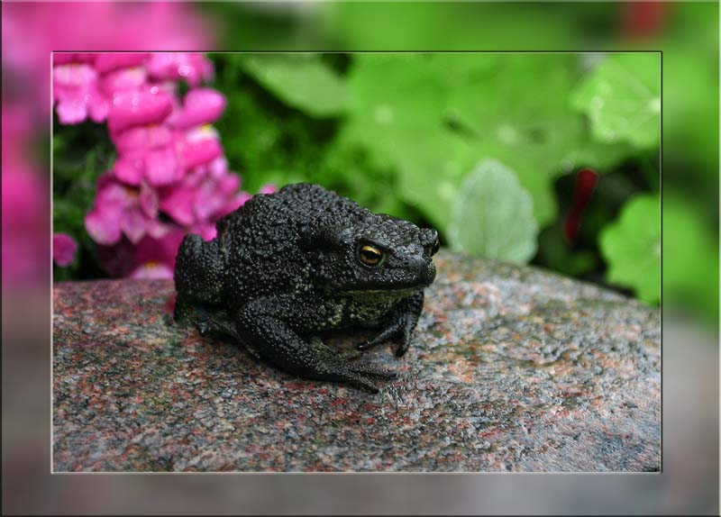 фото "Царевна-земляная жаба" метки: природа, макро и крупный план, 