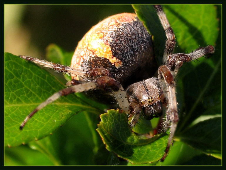 photo "The destiny collects the Tribute." tags: genre, macro and close-up, 