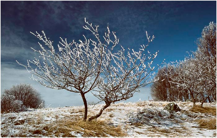 photo "the tree" tags: landscape, mountains