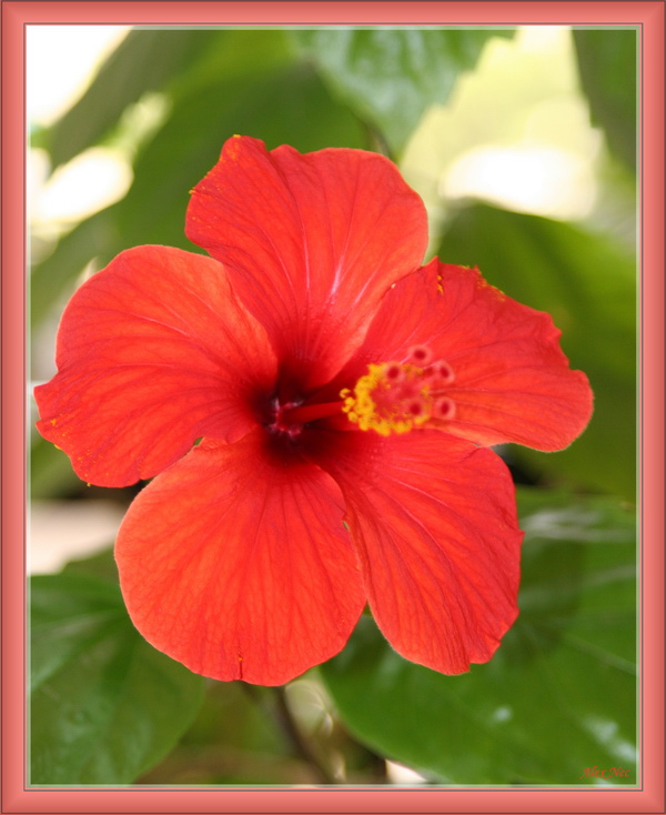 photo "Little Vermilion Flower" tags: nature, macro and close-up, flowers