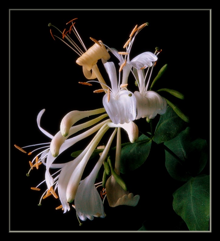 photo "honeysuckle" tags: nature, flowers