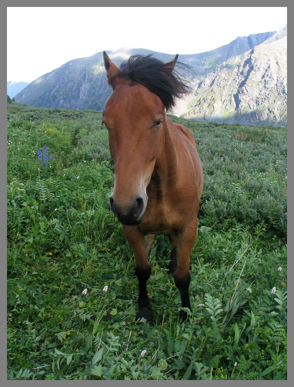 photo ""Avgustin"" tags: nature, landscape, mountains, pets/farm animals