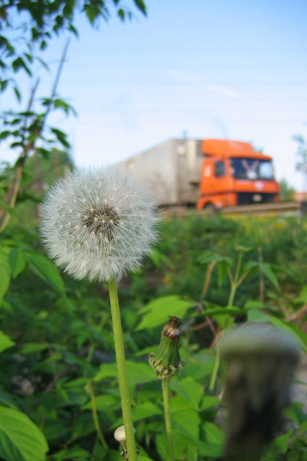 photo "Fragile miracle" tags: nature, flowers