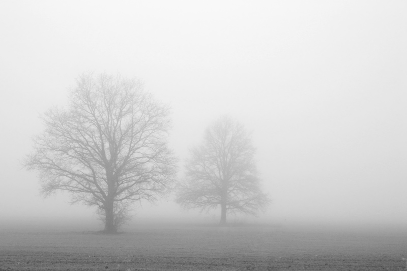 photo "Fog" tags: landscape, 