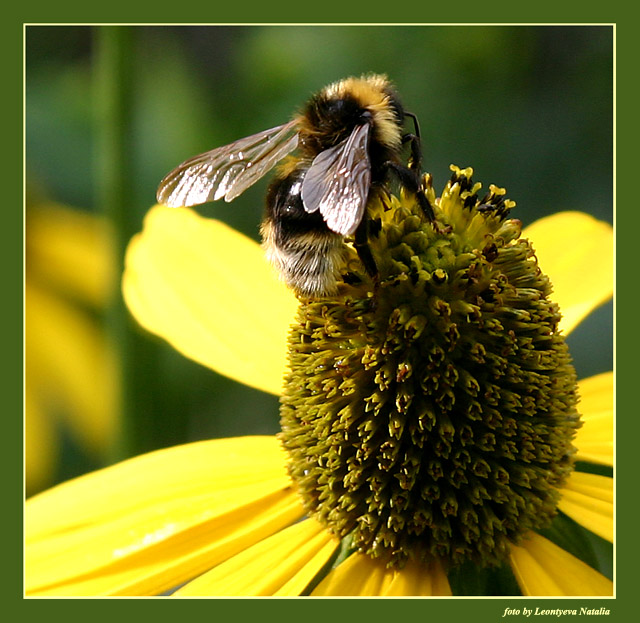 photo "Bee" tags: macro and close-up, nature, flowers