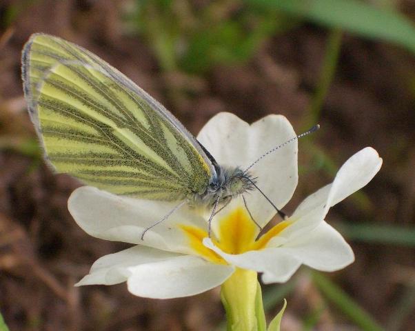 photo "The butterfly" tags: nature, insect