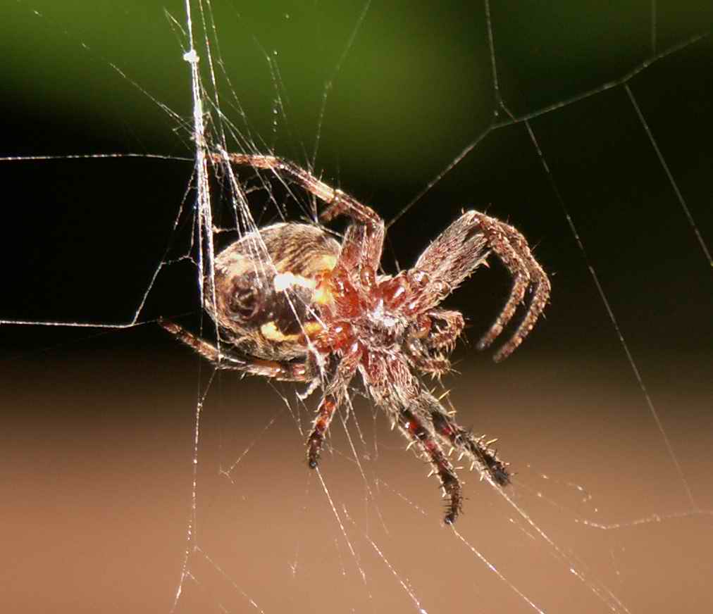 photo "spider's web" tags: macro and close-up, 