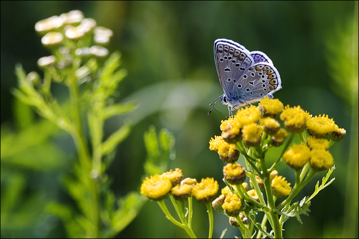 photo "* * *" tags: nature, insect