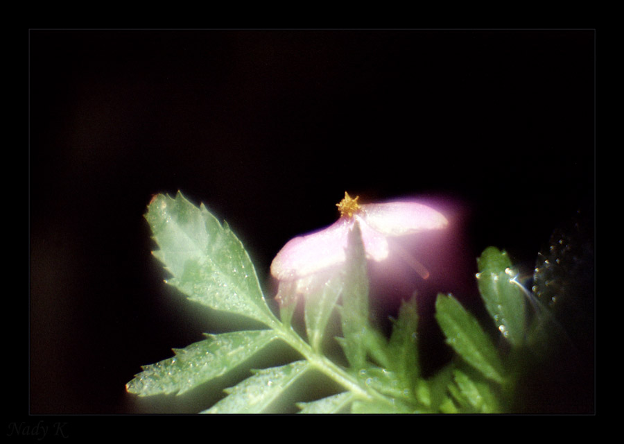 photo "Died flower... As if a pink alive moth.." tags: nature, flowers