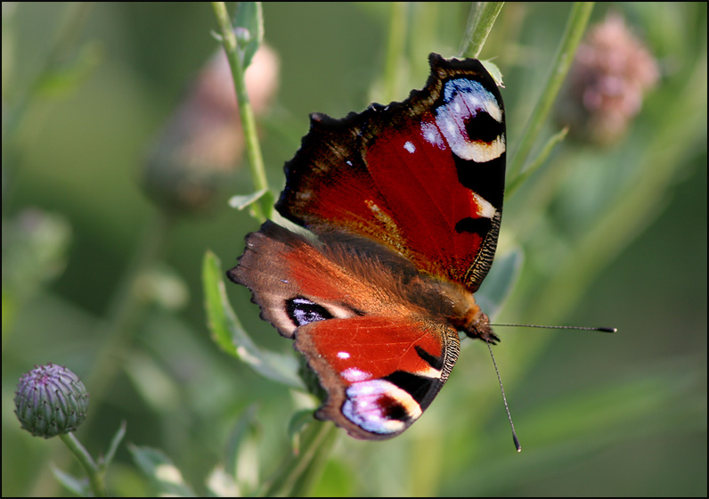 photo "Summer trite etude №3" tags: macro and close-up, 