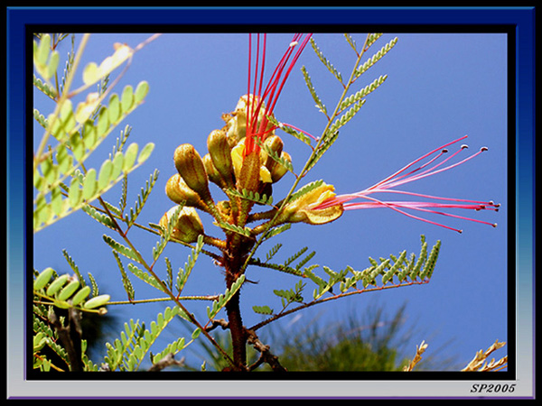 photo "She is a Dancer" tags: nature, flowers