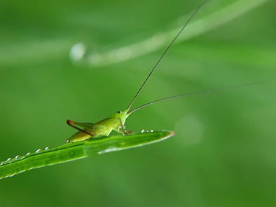 photo "Feelers" tags: nature, insect