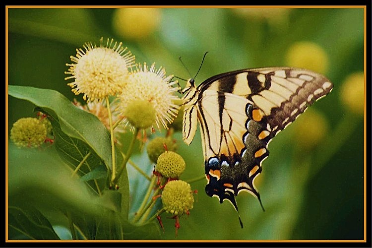 фото "Butterfly" метки: разное, природа, насекомое