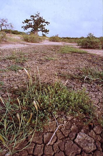 фото "Senegal landscape with baobab tree" метки: путешествия, пейзаж, Африка, лес