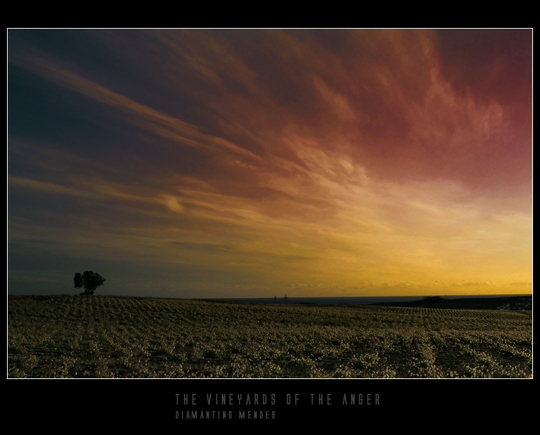 photo "The vineyards of the anger" tags: landscape, nature, 