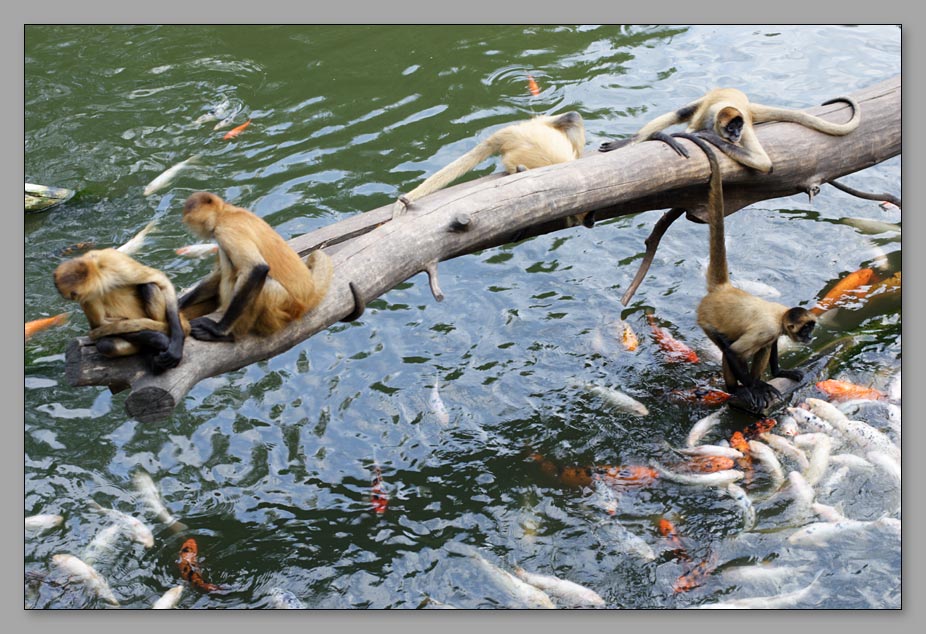 photo "Fisherman or Fishermonkey?" tags: nature, genre, wild animals