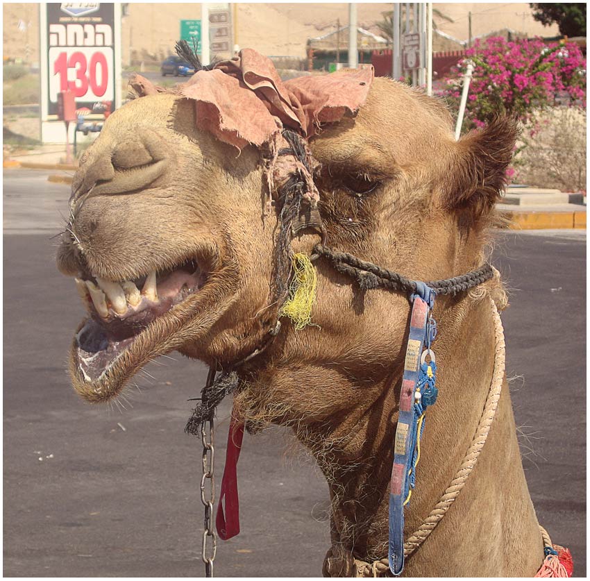 photo "Ok, for 5 bucks CHEEEEESE....." tags: nature, humor, pets/farm animals