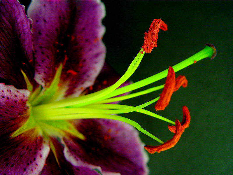 photo "Neon Lily" tags: nature, still life, flowers