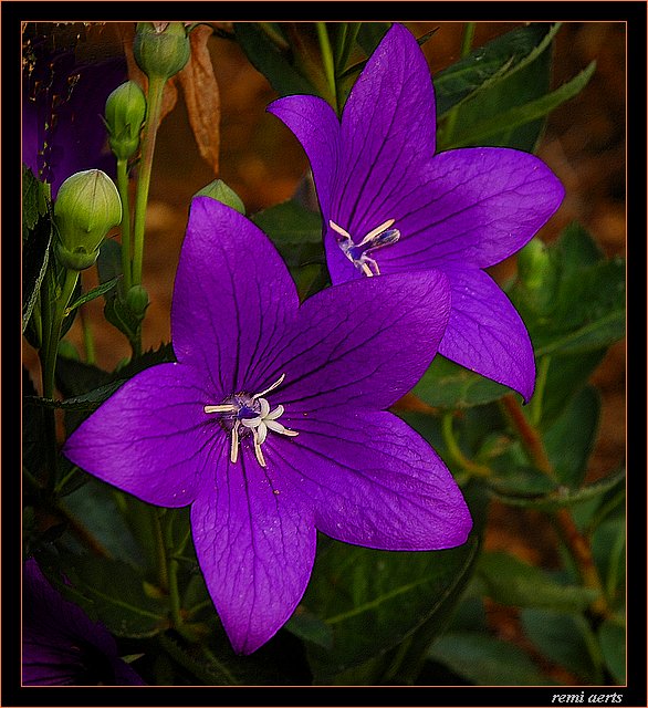 photo "a pair" tags: nature, macro and close-up, flowers