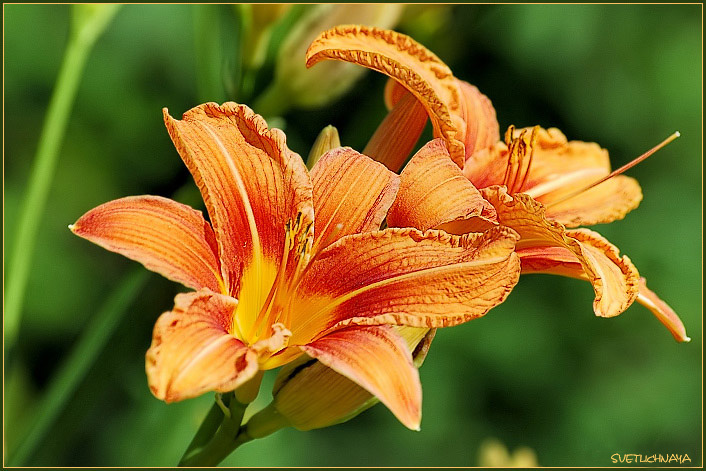 photo "oRange mood" tags: nature, flowers