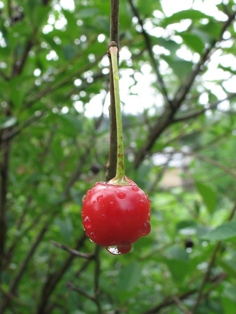 photo "Cherry" tags: nature, macro and close-up, flowers