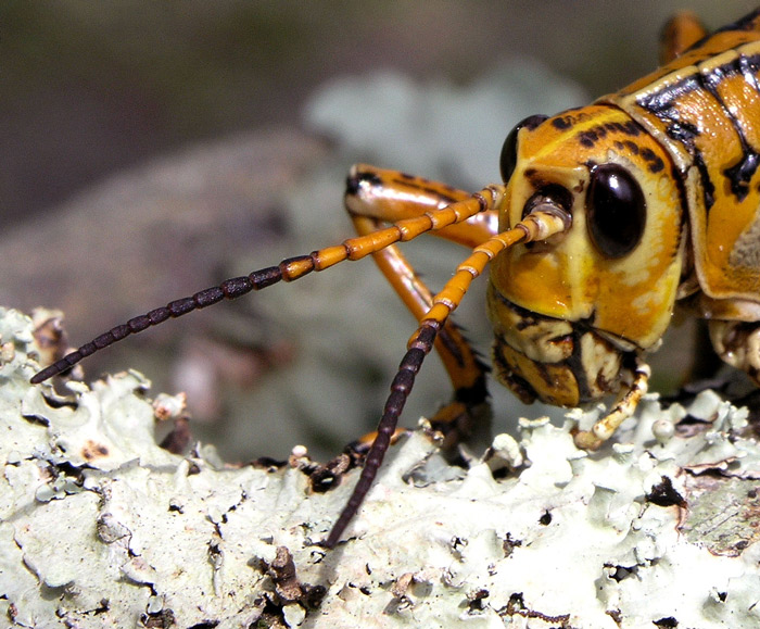 photo "Head and antennae" tags: macro and close-up, nature, insect