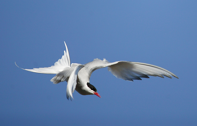 photo "*" tags: nature, wild animals