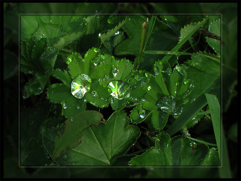 фото "Liquid crystals" метки: макро и крупный план, природа, цветы