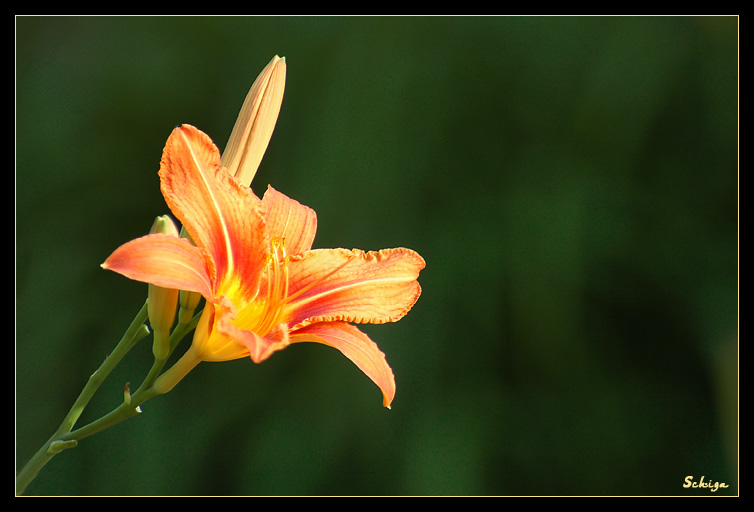 photo "***" tags: nature, flowers