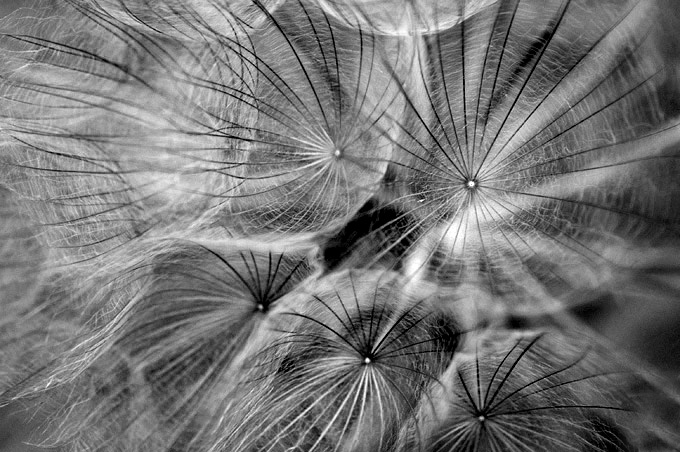 photo "***" tags: macro and close-up, black&white, 