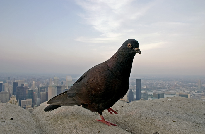 фото "Higher than a bird flies." метки: разное, путешествия, Северная Америка