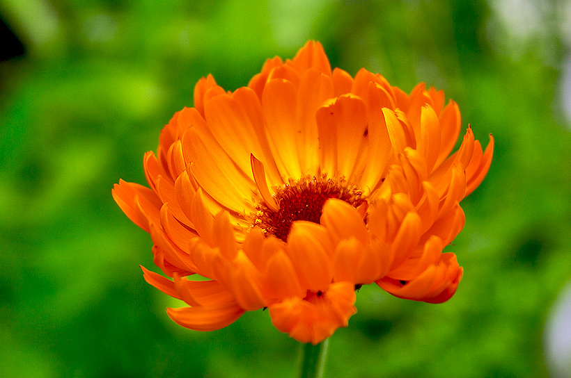 photo "***" tags: nature, macro and close-up, flowers